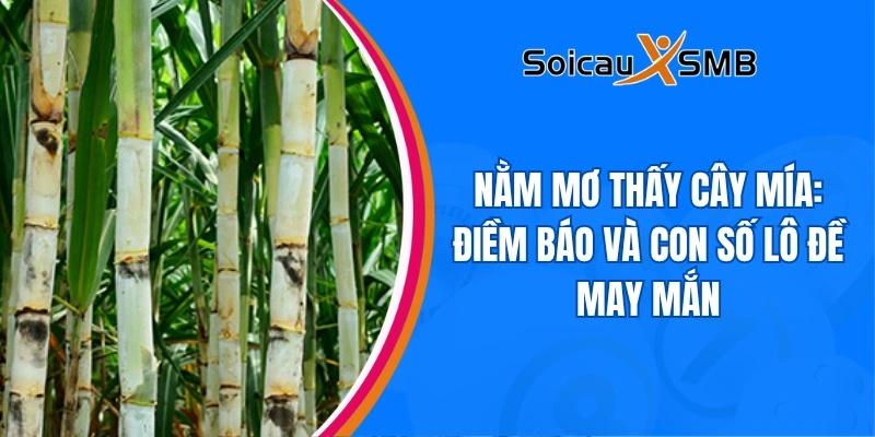 nằm mơ thấy cây mía