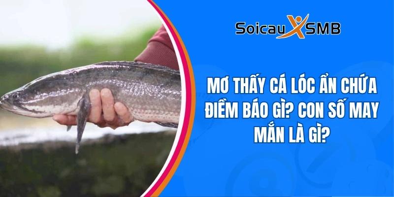 Mơ thấy cá lóc ẩn chứa điềm báo gì? Con số may mắn là gì?