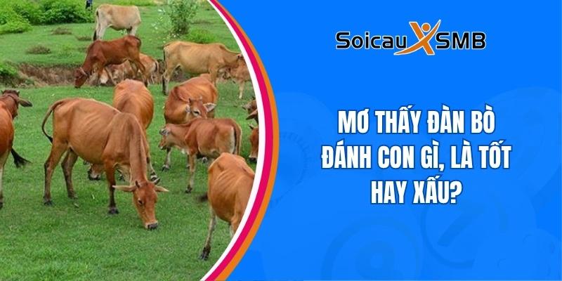 Mơ thấy đàn bò đánh con gì, là tốt hay xấu?