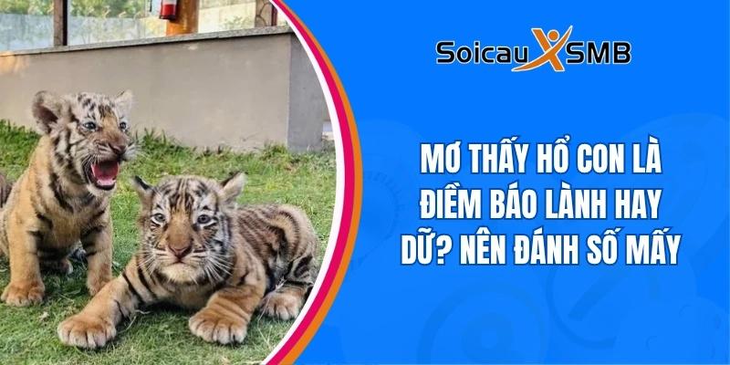Mơ thấy hổ con là điềm báo lành hay dữ? Nên đánh số mấy