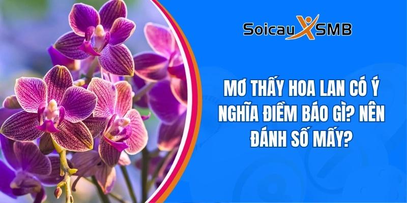 Mơ thấy hoa lan có ý nghĩa điềm báo gì? Nên đánh số mấy?