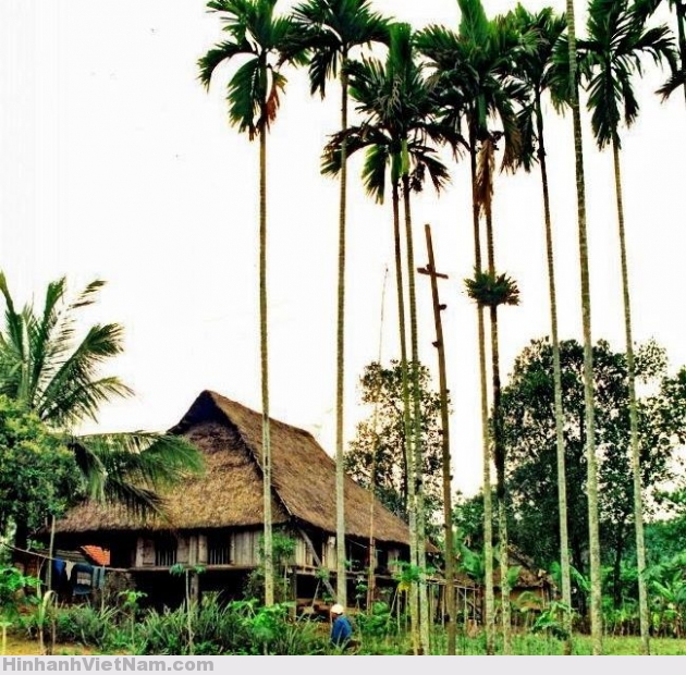 Cây cau được trồng ở rất nhiều vùng trên cả nước.